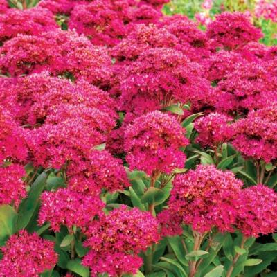 Sedum 'Class Act'